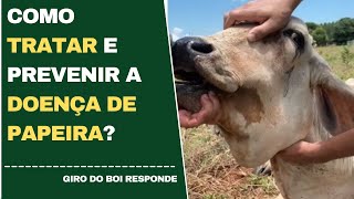 08042022  Como tratar e prevenir a doença de Papeira [upl. by Nedyarb]