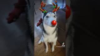 Koma and Atlas the rednosed Reindogs dog pets husky merrychristmas christmas [upl. by Yntirb]