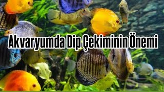 AKVARYUMDA DİP ÇEKİMİNİN ÖNEMİ akvaryum akvaryumkulübü aquarium yeni [upl. by Aieki]