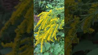 Pollinators on Canada Goldenrod [upl. by Arsuy]