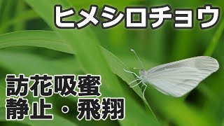 ヒメシロチョウ 訪花吸蜜・静止・飛翔  Leptidea amurensis  feeding on flowers amp the flight [upl. by Elder]