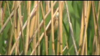 Singing Reed Warbler [upl. by Eegnat566]