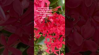 Ixora Coccinea aka Jungle Geranium blumengarten garden flowers exotic planze gartenplants [upl. by Amsden321]