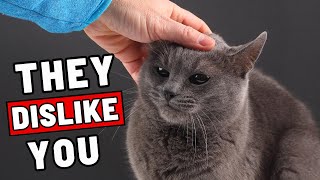 Body Language 11 EasytoMiss Clues Your Cat Secretly Doesnt Like You [upl. by Beane]