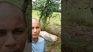 La gente del campo no roba banana campo plantas campesinos mata agricultura [upl. by Saravat]