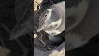 17th Magellanic Penguin Colony Census in Patagonia Argentina shorts [upl. by Annoet]