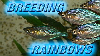 BREEDING DWARF NEON RAINBOWS Praecox [upl. by Loesceke]