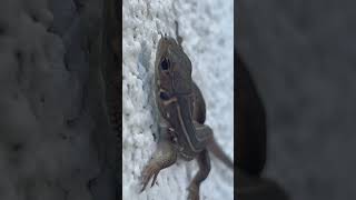 Whiptail Lizard  Reptiles nature beautifulnature reptiles [upl. by Trelu]