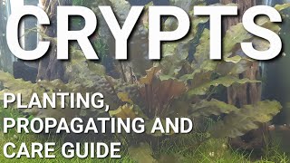 How To Prepare Propagate and Plant Your Cryptocoryne [upl. by Sternick528]