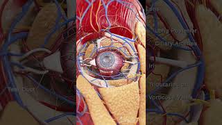 Explore the Intricate Anatomy of the Eye [upl. by Coucher]