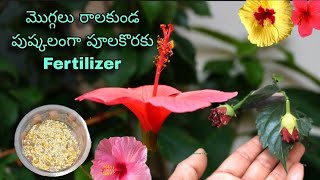 మందార మొగ్గలు పడకుండ చవకైన Organic FERTILIZER Hibiscus Bud DropsTelugu Gardener with Arts Soil Mix [upl. by Suiremed]