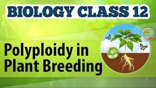 Polyploidy in Plant Breeding  Enhancement in Food Production  Biology Class 12 [upl. by Hawkins]