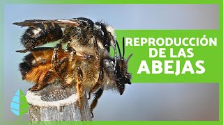 ¿Cómo se REPRODUCEN las ABEJAS 🐝  Curiosidades sobre las Abejas [upl. by Atnamas840]