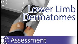 Dermatomes Lower Limb  Peripheral Neurological Examination [upl. by Goodrich]