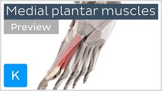 Functions of the medial plantar muscles of the foot preview  Human 3D Anatomy  Kenhub [upl. by Attoynek]