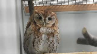 Eastern screech owl at Crabtree nature center [upl. by Yerak]