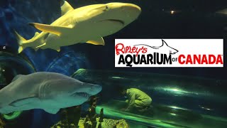 Ripleys Aquarium of Canada  4K  Toronto Ontario  Ripleys Aquarium Night Tour [upl. by Nnairda]