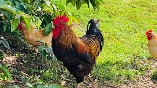 My Welsummer Rooster With His Flock [upl. by Nosyrb]