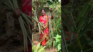 உச்சாணிக்கொம்புல தான் இருப்பேன் 🤣Fertilizers for drumstick treenaturehealthylivingshorts [upl. by Rustice]