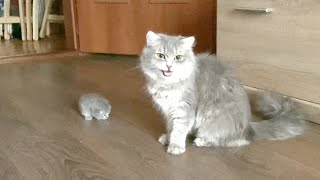 Mama cat brought a little kitten to her owner [upl. by Wolf]