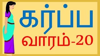 வாரம் 20  Pregnancy  Tamil  Week 20 [upl. by Lubba]