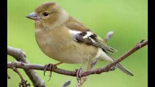 صوت الصلنج للصيد  common chaffinch Fringilla coelebs sound [upl. by Elbas]