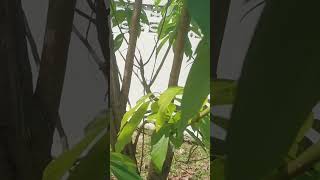 shorts Treating termite damage with Chitosan avocado chitosan [upl. by Hedgcock]