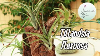 Tillandsia Flexuosa [upl. by Japeth678]