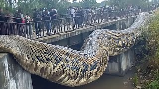 9 ANIMAIS MAIS PERIGOSOS DA AMAZÔNIA [upl. by Darell273]