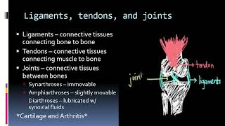 Bio 130  Skeletomuscular System Lesson Video 1 [upl. by Assirem2]