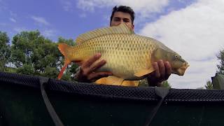 Feeder Carp Run [upl. by Wolford]