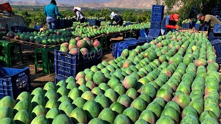 Australian Farmers Produce Thousands Of Tons Of Mangoes This Way  Australian Farming [upl. by Rooke279]