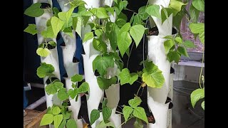 New Aeroponic Tower Garden growing Great [upl. by Hibben239]