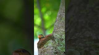 Baby Redbreasted Parakeet 绯胸鹦鹉  Sony A9 sony200600 birds sonysingapore sgbirds wildlife [upl. by Diandre]