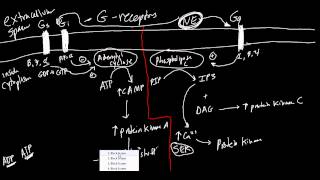 Receptors Made Simple Adrenergic Cholinergic and G Protein Basics [upl. by Jarrow]