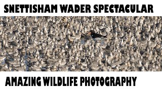 SNETTISHAM WADER SPECTACULARAwesome wildlife Photography [upl. by Shiller]