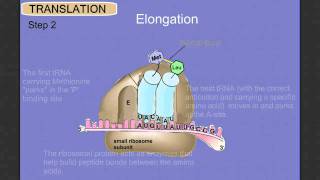 Protein Synthesis Stage 2 Translation [upl. by Einittirb]