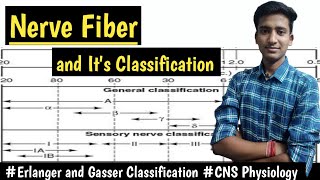 Nerve Fiber and its TypesErlanger and Gasser Classification  CNS Physiology hindi Ashish [upl. by Coshow]