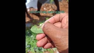 Watermelon gummy stem blight Citrullus lanatus identification and management [upl. by Hogarth]