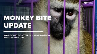 Monkey who bit 11yearolds ear moved to primate sanctuary [upl. by Errehs943]