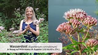 Wasserdost Eupatorium cannabinum [upl. by Syd]