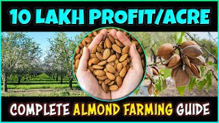 Almond Farming Step by Step Complete Guide  How to grow Almonds Tree from Seed at Home [upl. by Lindbom]