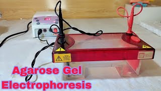 Agarose Gel Electrophoresis  Running of Gel Electrophoresis  Process of Gel Electrophoresis [upl. by Cully]