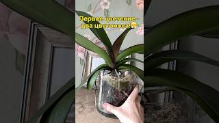 данапротасова orchideenpflege орхидеи orchideen [upl. by Rubi984]