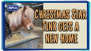 RSPCA Christmas Advert Pony Tink Finds A New Home [upl. by Coben73]