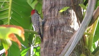 The Woody Woodpecker Show in our yard [upl. by Pearlstein]