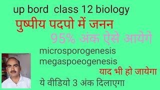 microsporogenesis megasporogenesis लघुबीजनु गुरुबीजनु [upl. by Assirec]