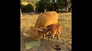 Our Calves Family Update One Week to One Month Old [upl. by Boyer519]