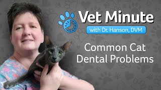 Common Cat Dental Problems [upl. by Natalya432]