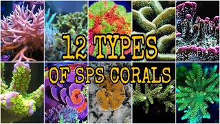 12 TYPES of Small Polyp Stony SPS Coral [upl. by Lorola]